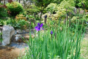 20150426春の草花２　アヤメ（菖蒲） (5)